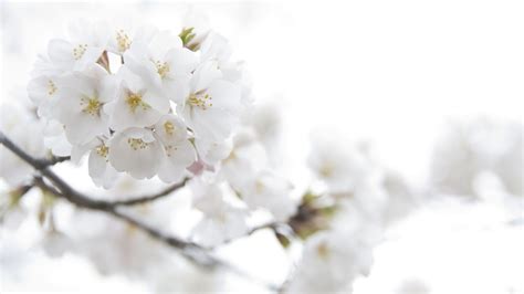 Looking for a simple and clean background? White Flowers Wallpapers Images Photos Pictures Backgrounds