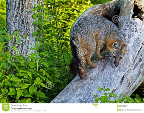 Gray Fox Climbing A Fallen Den Tree Stock Image Image Of Little