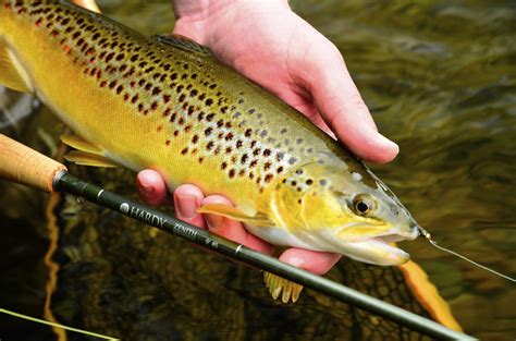 Irish Wild Brown Trout Fishing In Ireland Catch The Unexpected