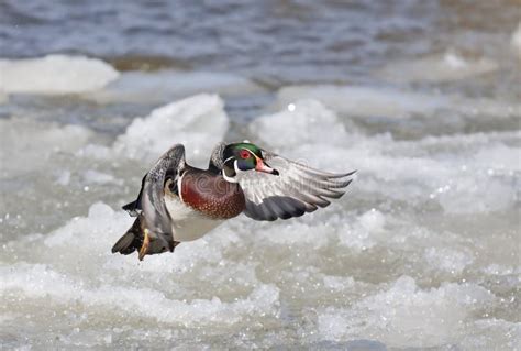 A Wood Duck Male Landing Over The Winter Snow In Ottawa Canada Stock