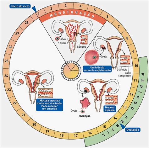 Ciênciamais º ano O QUE VAI ACONTECER AO ÓVULO Fecundação ou menstruação