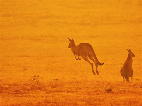 How many animals died in Australia fires? 500 million, experts estimate