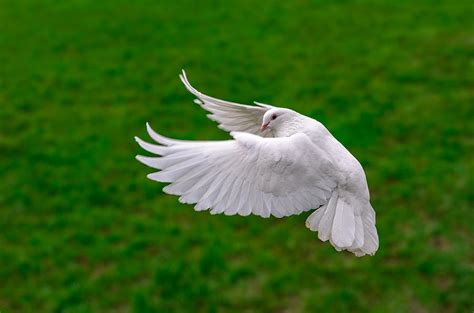 White Dove In Flight Photograph By Savash Djemal