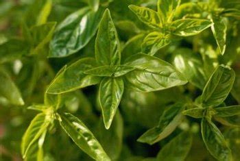Brown spots on fiddle leaf fig leaves due to dryness. Blackened Basil Leaves | Home Guides | SF Gate