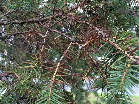 Hort Notes Does Your Blue Spruce Have The Blues Blame