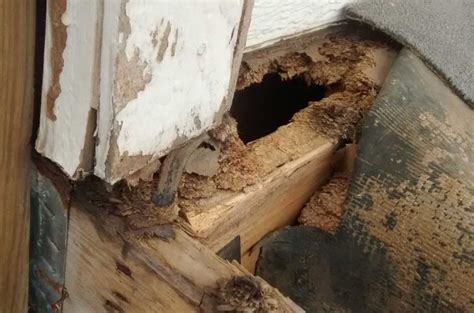 Termite Pest Control Arizona Organic Pest And Termite Control
