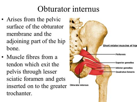閉孔內肌obturator Internus Muscle 職能治療陪你居家復健