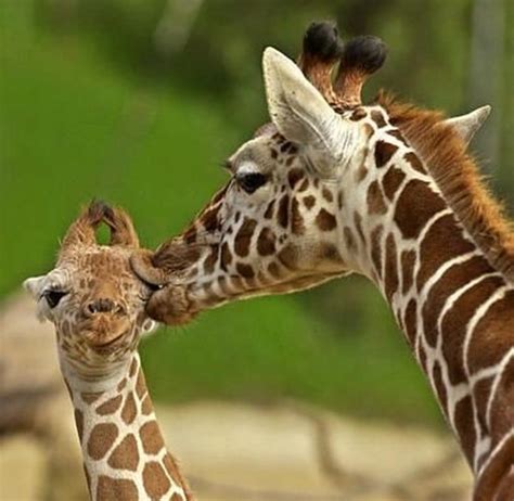 Funny And Cute Animals Kissing Photos All Funny