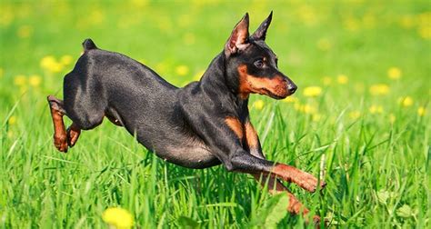How do you store opened hot dogs? Top 10 Dog Breeds That Live The Longest | Cesar's Way