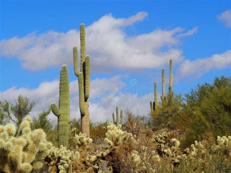 Arizona Desert Cacti Landscape Stock Photo Image Of Grow Sharp 90888554