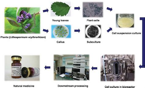 Thus, the option to easily scale up processes using. Schematic depiction of the medicinal plant cell suspension ...