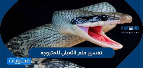 أنها بشكل عام عدو، وعداوة كل حية على قدر عظمها وسمها. تفسير سم الافعى في المنام : Ù…Ø§ ØªÙ Ø³ÙŠØ± Ø­Ù„Ù… Ø«Ø¹Ø¨Ø ...