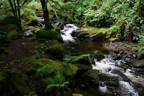 Stream From Torc Waterfall Waterfall Ireland Travel Trip