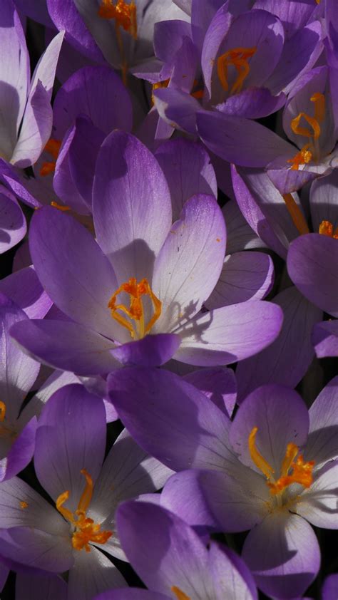 Download 720x1280 Wallpaper Bloom Flowers Purple Crocus