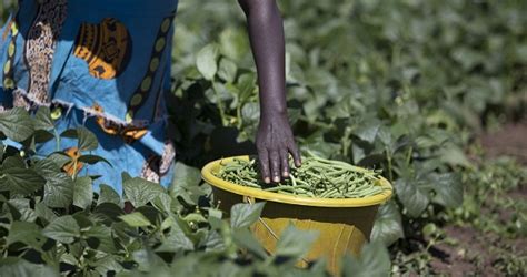 Growing Incomes For Kenyas Young Vegetable Farmers Latest News From