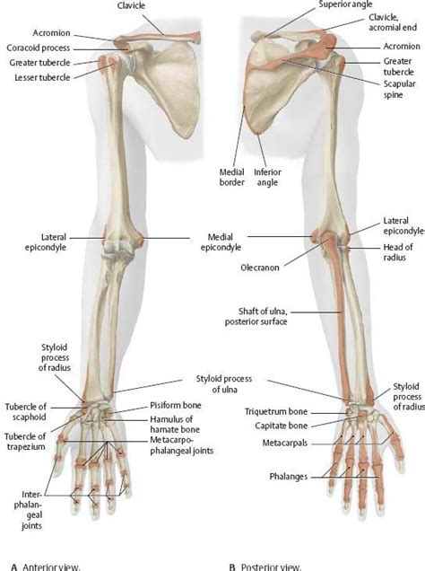 Anatomy Of Arm Labeled Bone