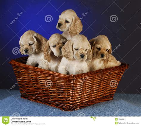 In this context, the word runt is being used in an affectionate and teasing way, and there aren't many implications for the puppy. Litter of puppies stock photo. Image of cocker, puppy ...