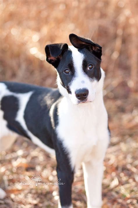Maybe you would like to learn more about one of these? ADOPTED! Skywalker is a Great Dane mix puppy available for ...