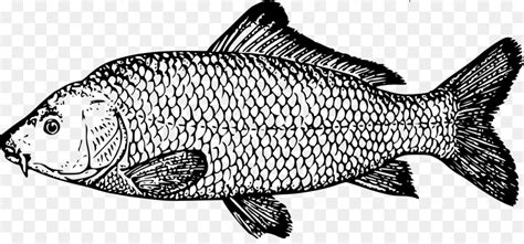 Maybe you would like to learn more about one of these? Ikan Nila Vektor Png - Free Download Leaf Logo Png ...