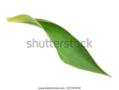 Foliage Tulip Leaf Stock Photo Edit Now 537314950