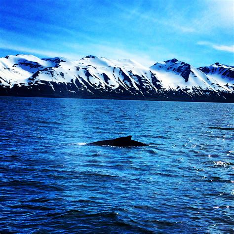 Whale watching, Iceland | Whale watching iceland, Whale watching tours 