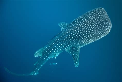 Whale Shark Wallpapers Top Free Whale Shark Backgrounds Wallpaperaccess
