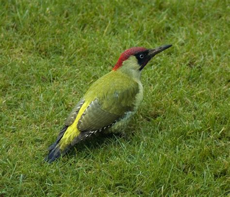 European Green Woodpecker Birds Of Germany · Inaturalist