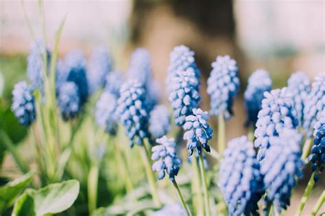 Remember when i took you shopping with me last weekend? nature, Plants, Blue flowers, Muscari HD Wallpapers ...