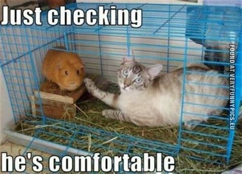 A Cat Is A Hamsters Best Friend Very Funny Pics