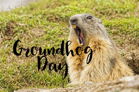 Groundhog Day Resources - The Teacher Bag