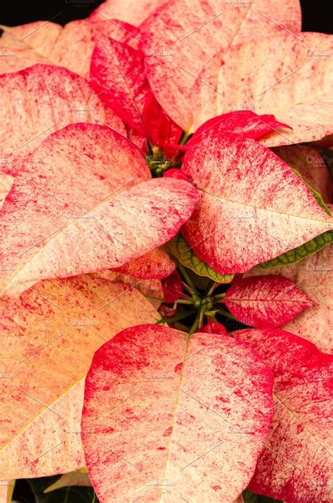 Poinsettia Flowers With Bright Bract High Quality Holiday Stock