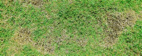 Controlling Large Patch And Brown Patch Lawn Diseases