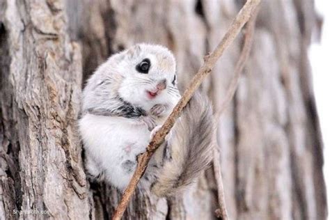 Flying Squirrel Pictures Sharesloth