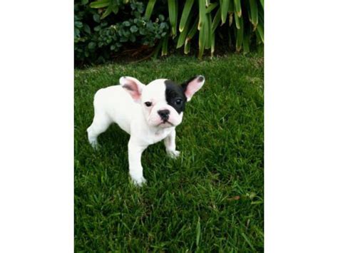 French Bulldog Puppies For Sale Everett Puppies For Sale Near Me