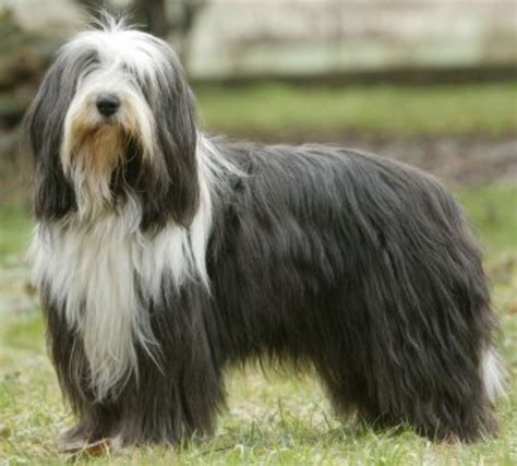 Bearded Collie Dog Breed Information Images Characteristics Health