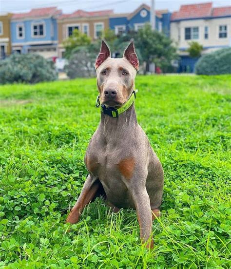 Subscribe to our blog to receive notifications whenever a new article is published. American vs. European Doberman: An In-Depth Comparison