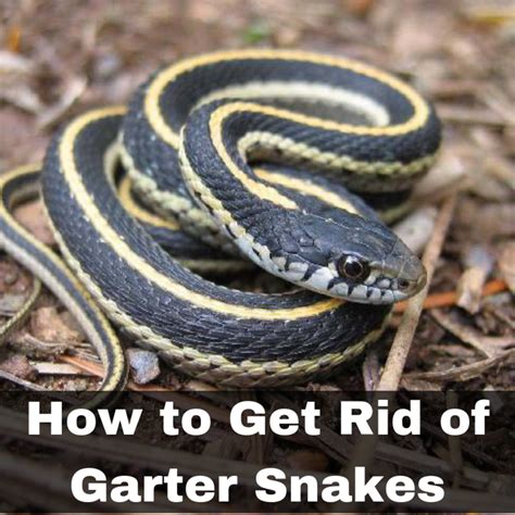 How To Get Rid Of Garter Snakes Without Killing Them 7 Tried And True