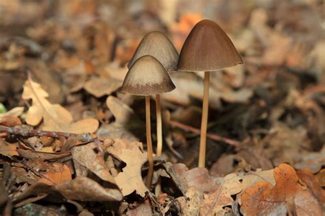 Identify Magic Mushrooms