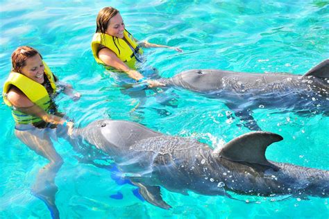 Dolphin Encounter Wonderland Roatan Tours