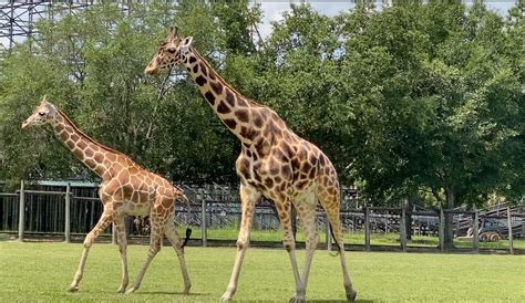 Wild Adventures welcomes new giraffe and prepares for ...