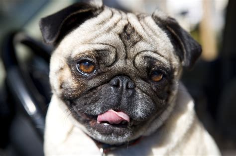 Adorable Pug Is Ready To Be Your Friend About Pug