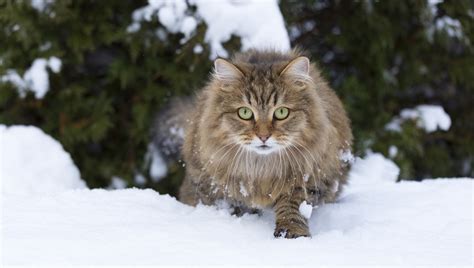 The 25 Most Popular Cat Breeds In The World Pictures