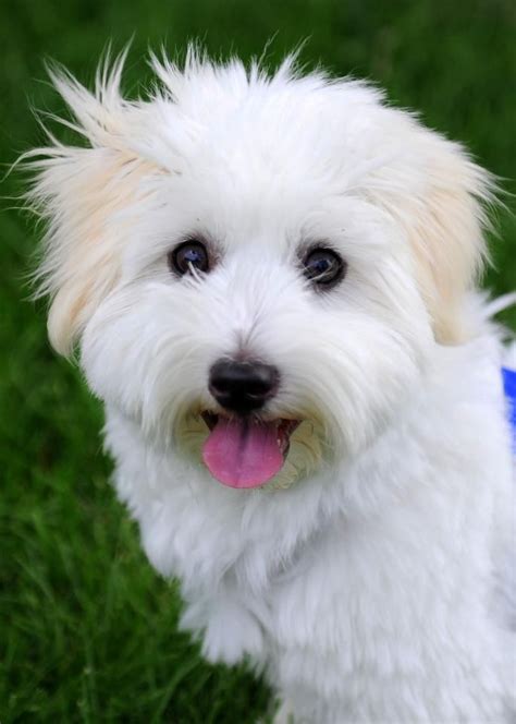 7 4 Months Old Expensive Coton De Tulear Dog Puppy For Sale Or