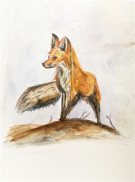 Fox Sketch By Me In Watercolor And Colored Pencil Rfoxes