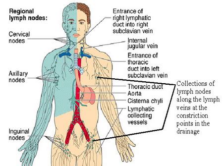 They function as filters, trapping viruses, bacteria and other causes of illnesses before they can infect other parts of your body. Lymph Node Cancer - Stages, Treatment, Surgery and Prognosis