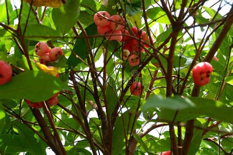 Water Apple Or Syzygium Samarangense On Fresh Tree Stock Image Image