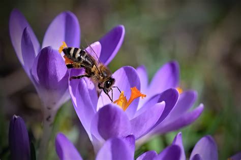 Plants like winter honeysuckle and winter clematis are perfect for the job. Brown honey bee perched on purple flower HD wallpaper ...