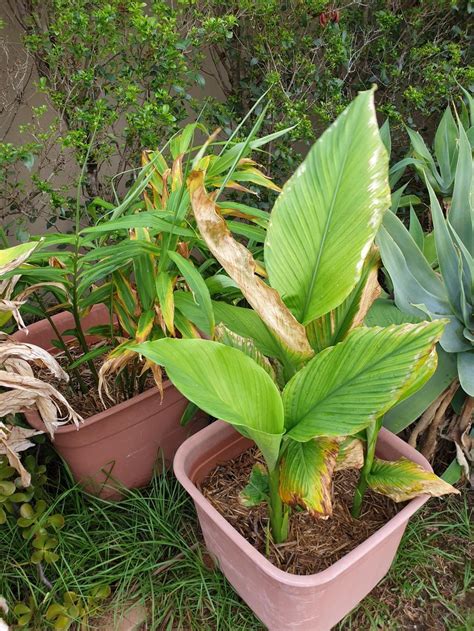 Why Are My Ginger And Turmeric Plants Turning Yellow In The Plant Id