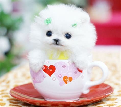 Cute Little Puppy Pictures Photos And Images For Facebook Tumblr