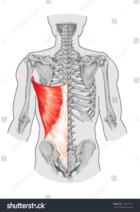 Latissimus Dorsi Muscle Didactic Board Anatomy Stock Vector The Best Porn Website